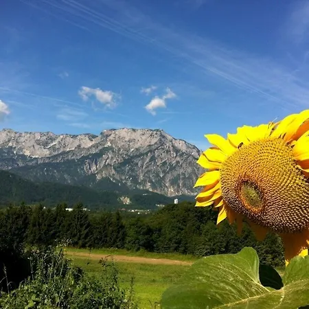 David Puch bei Hallein
