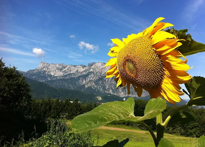 Guest house Pension David 3*